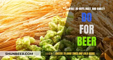 The Magic of Hops, Malt, and Barley in Beer