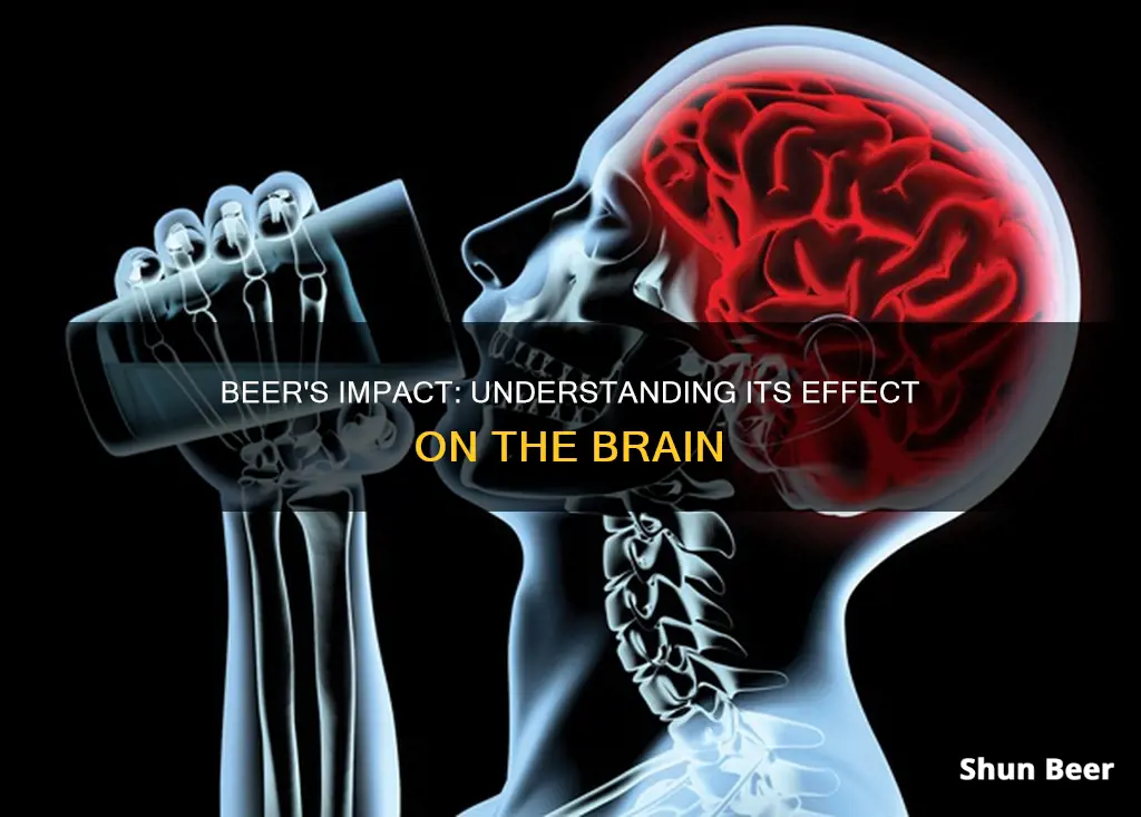 what does drinking beer do to the brain