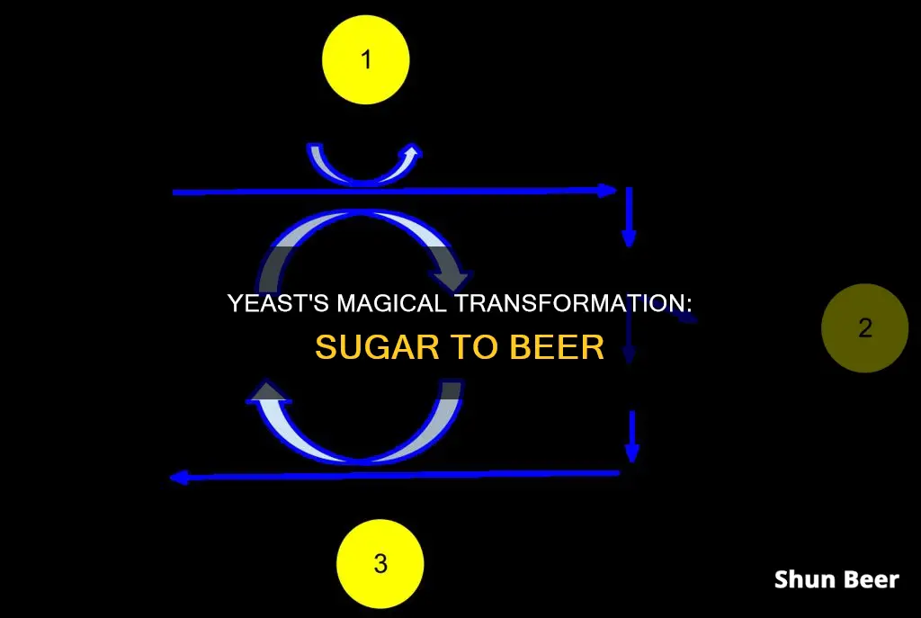 what does yeast do with sugar beer