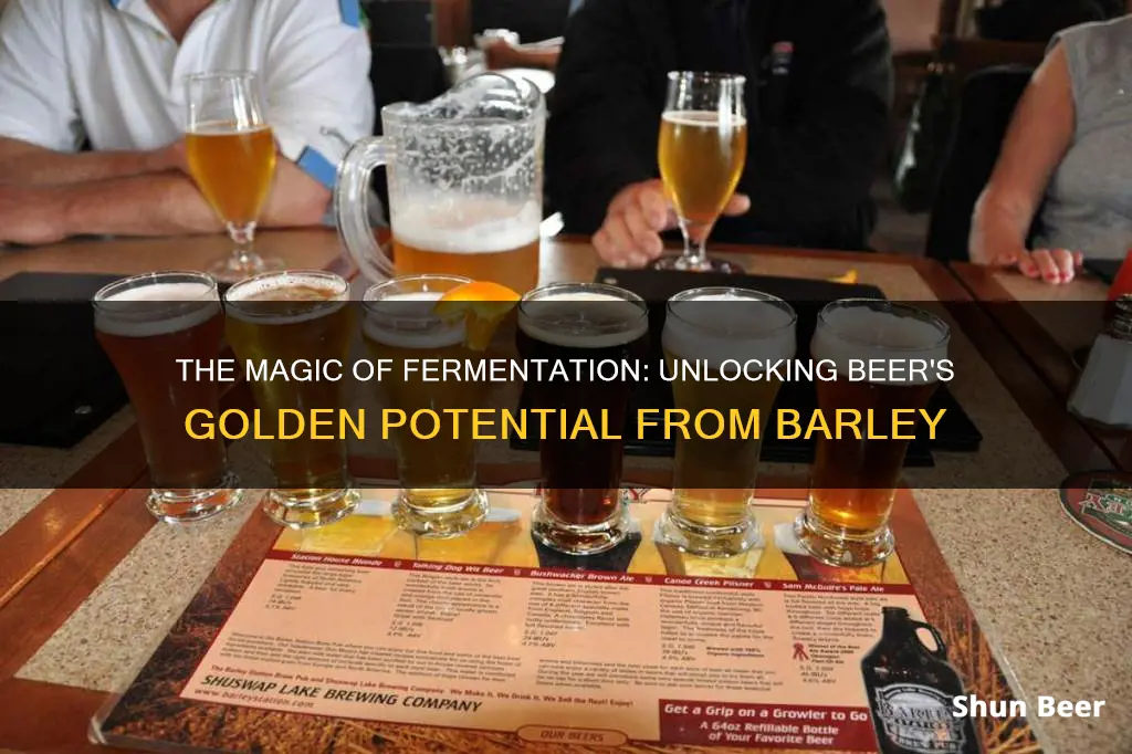 what ferments barley for beer