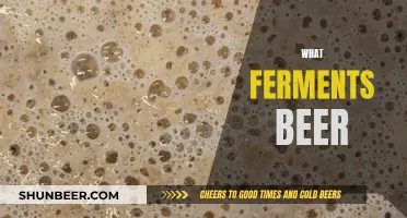 Unraveling the Magic: The Science of Beer Fermentation