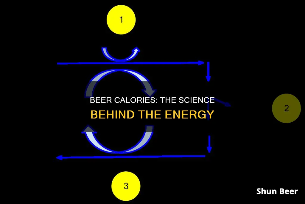 what gives beer calories