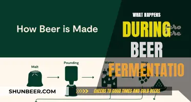 Unraveling the Magic: Beer's Fermentation Journey