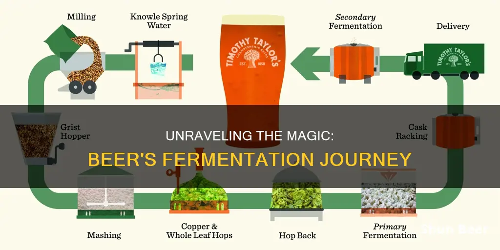 what happens during beer fermentation