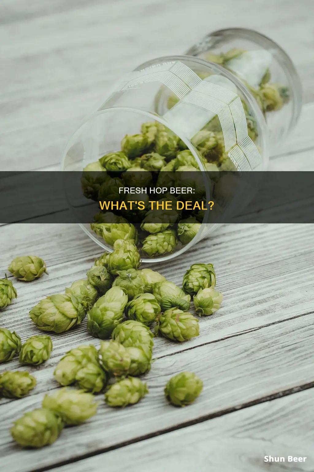 what is a fresh hop beer