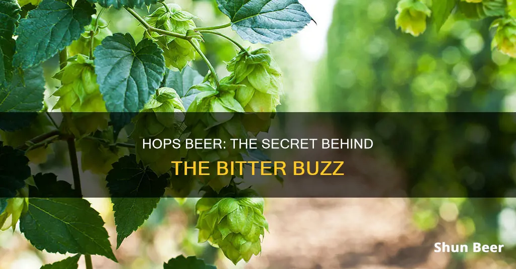 what is hops beer