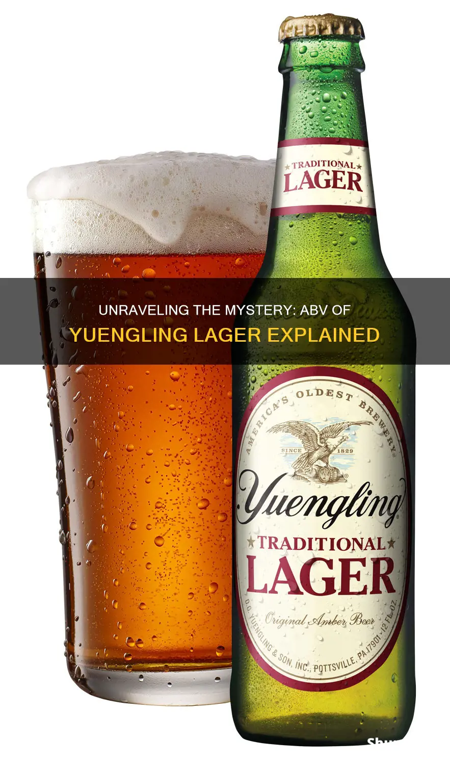 what is the abv of yuengling lager