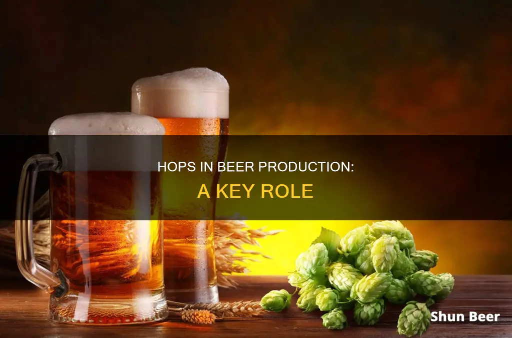 what is the role of hops in beer production