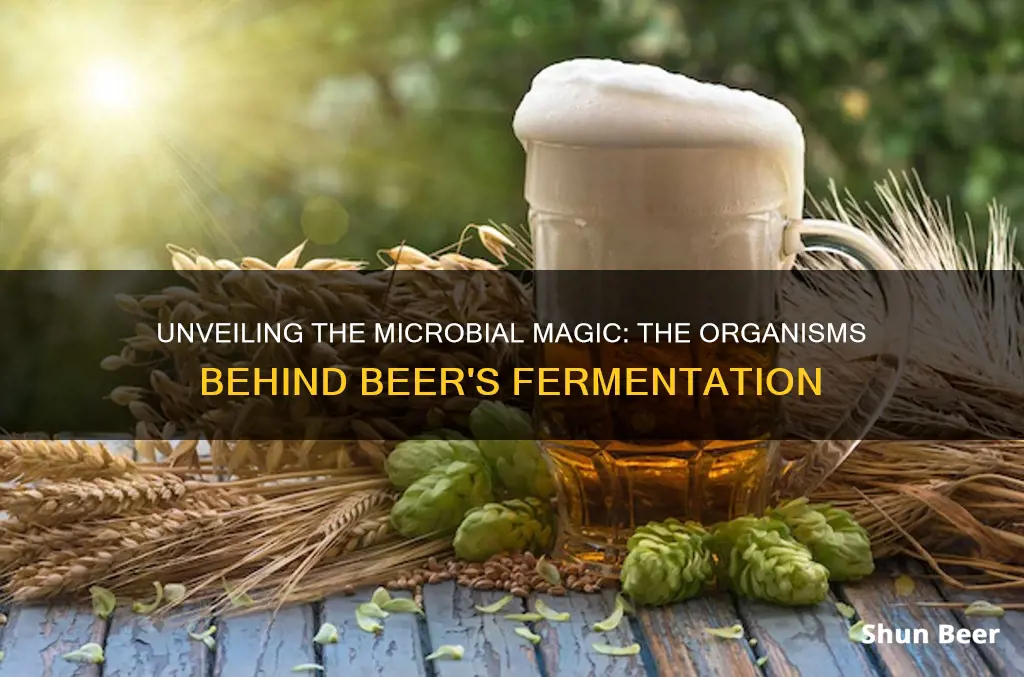 what organism are in fermentation in beer