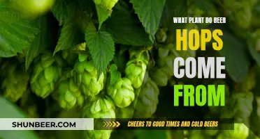 The Origin of Beer Hops: A Plant's Story