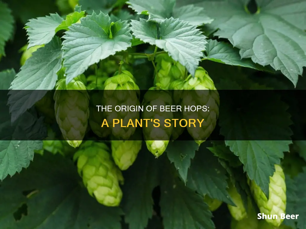 what plant do beer hops come from