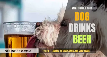 How to Respond When Your Dog Drinks Beer