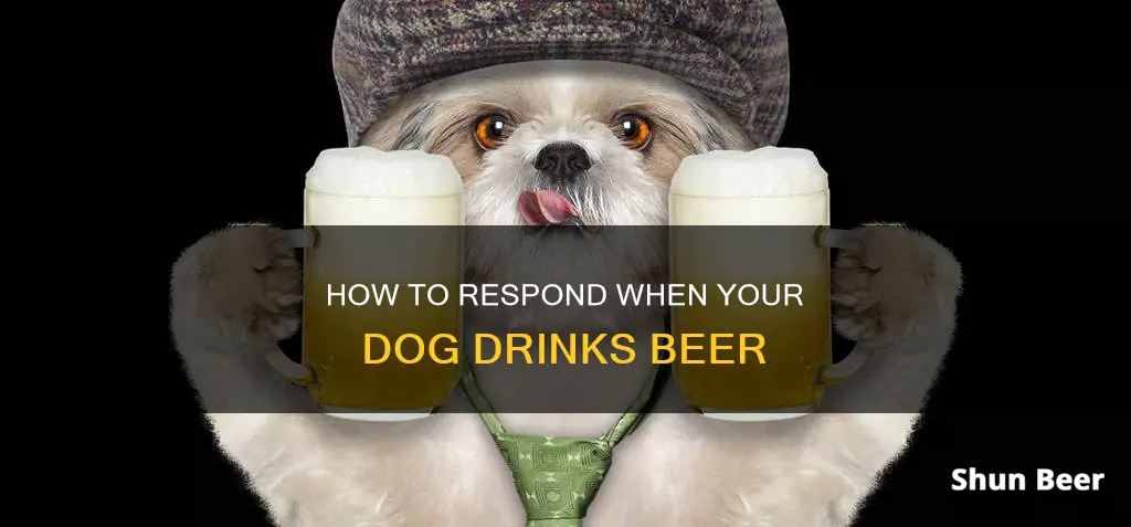 what to do if your dog drinks beer