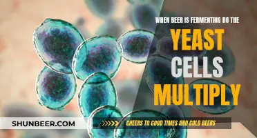 Yeast's Magical Multiplication: Unlocking the Secrets of Fermentation