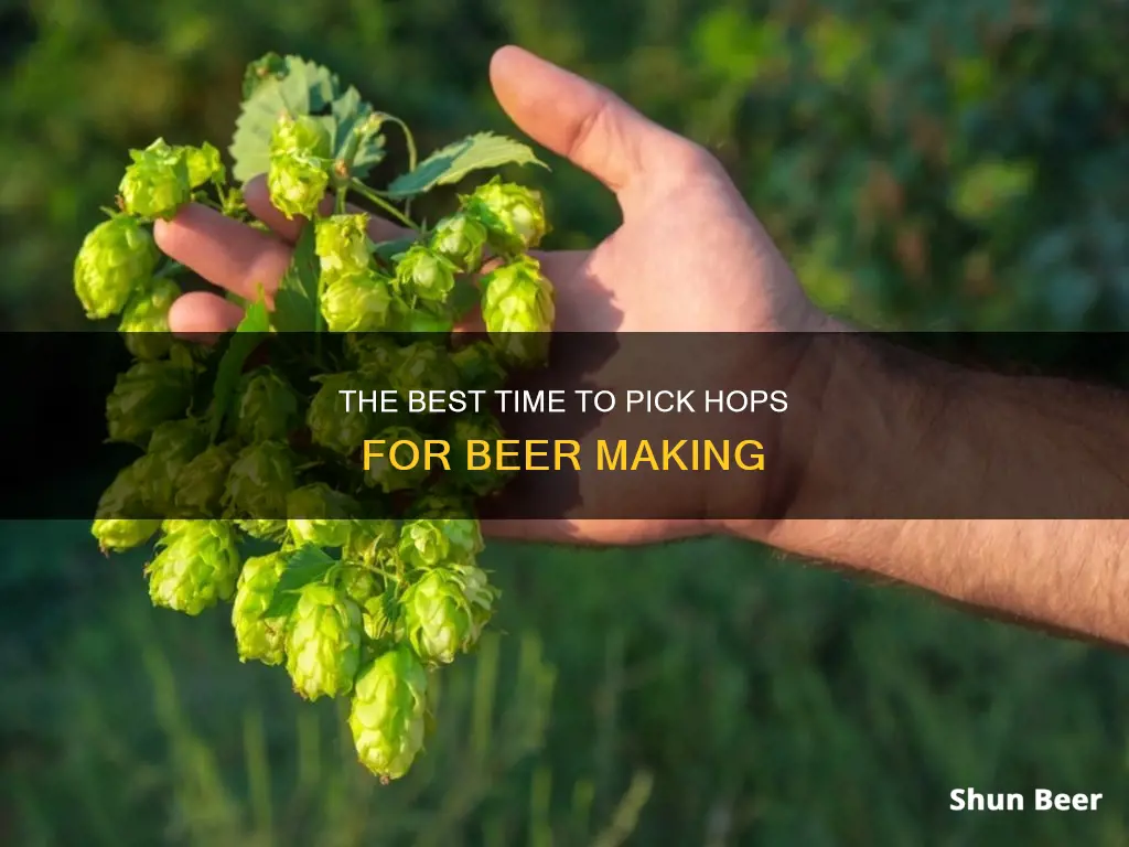 when to pick hops for beer making