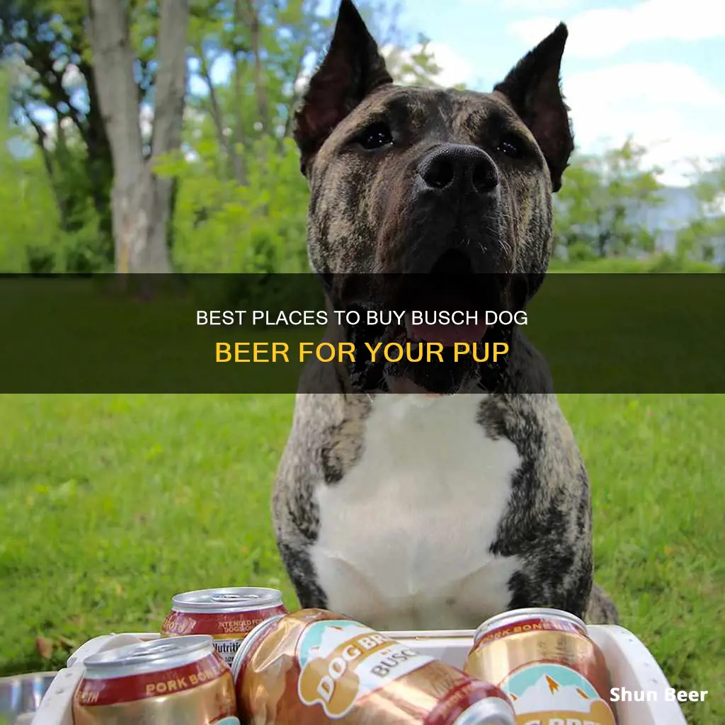 Best Places To Buy Busch Dog Beer For Your Pup | ShunBeer