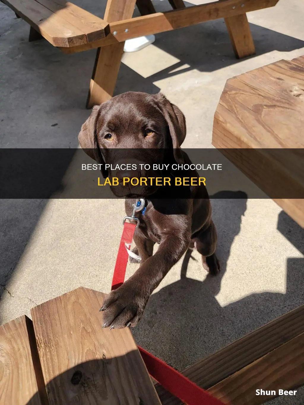 where can i buy chocolate lab porter beer