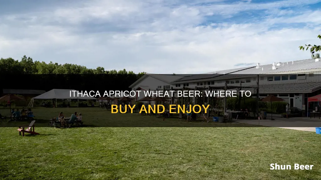 where can i buy ithaca apricot wheat beer