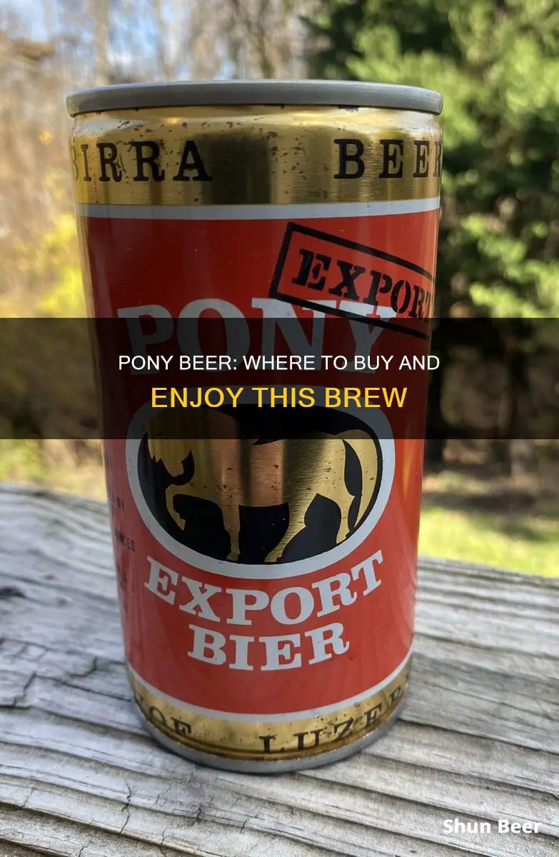 where can i buy pony beer