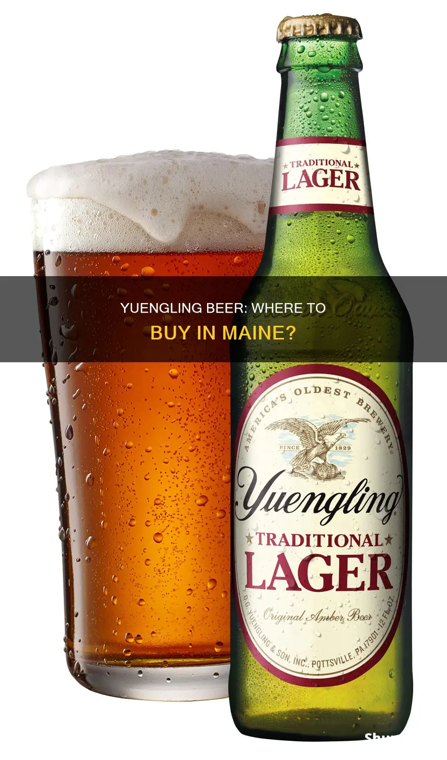 where can i buy yuengling beer in maine