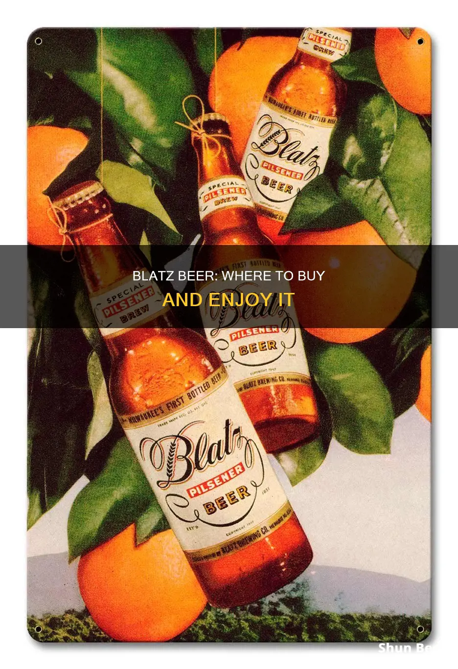 where can you buy blatz beer