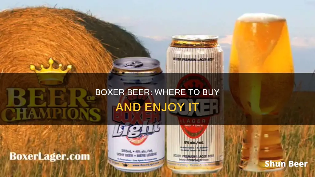 where can you buy boxer beer