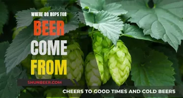 The Journey of Hops: From Fields to Beer Flavor