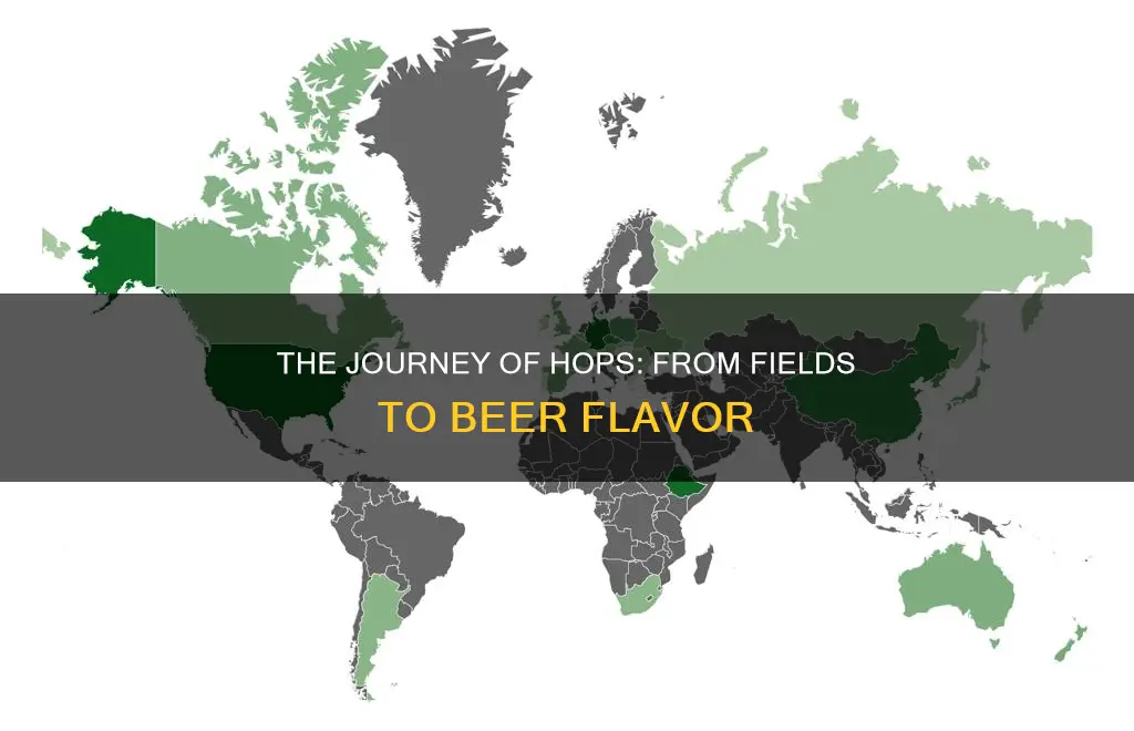 where do hops for beer come from