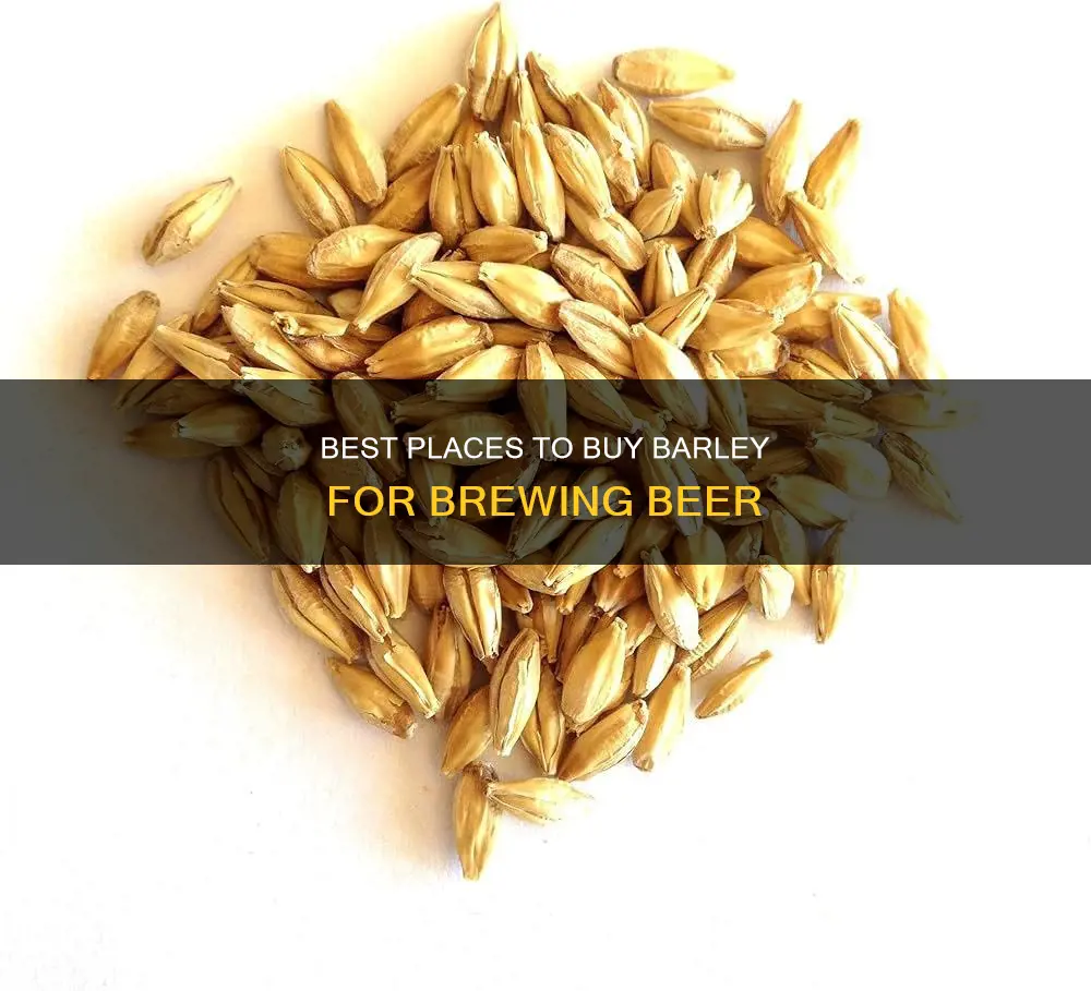 where to buy barley for beer