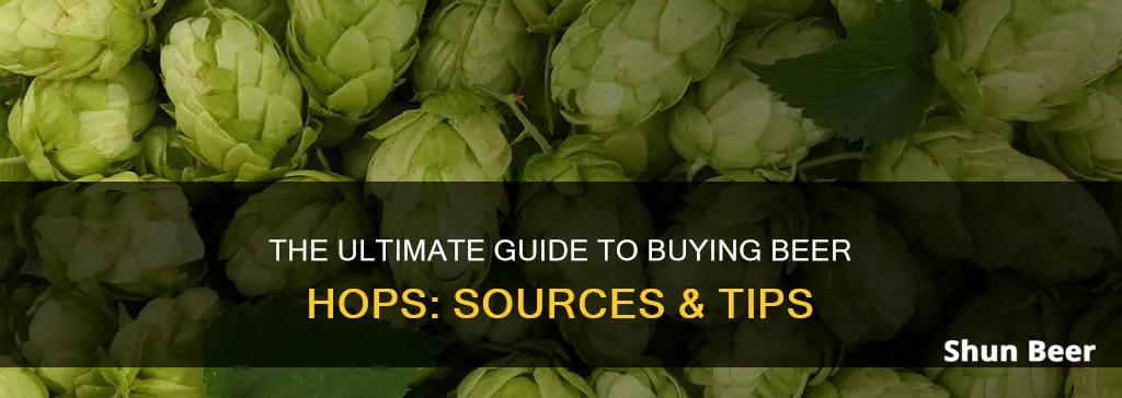 where to buy beer hops