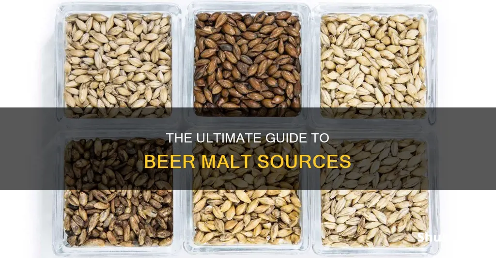 where to buy beer malt