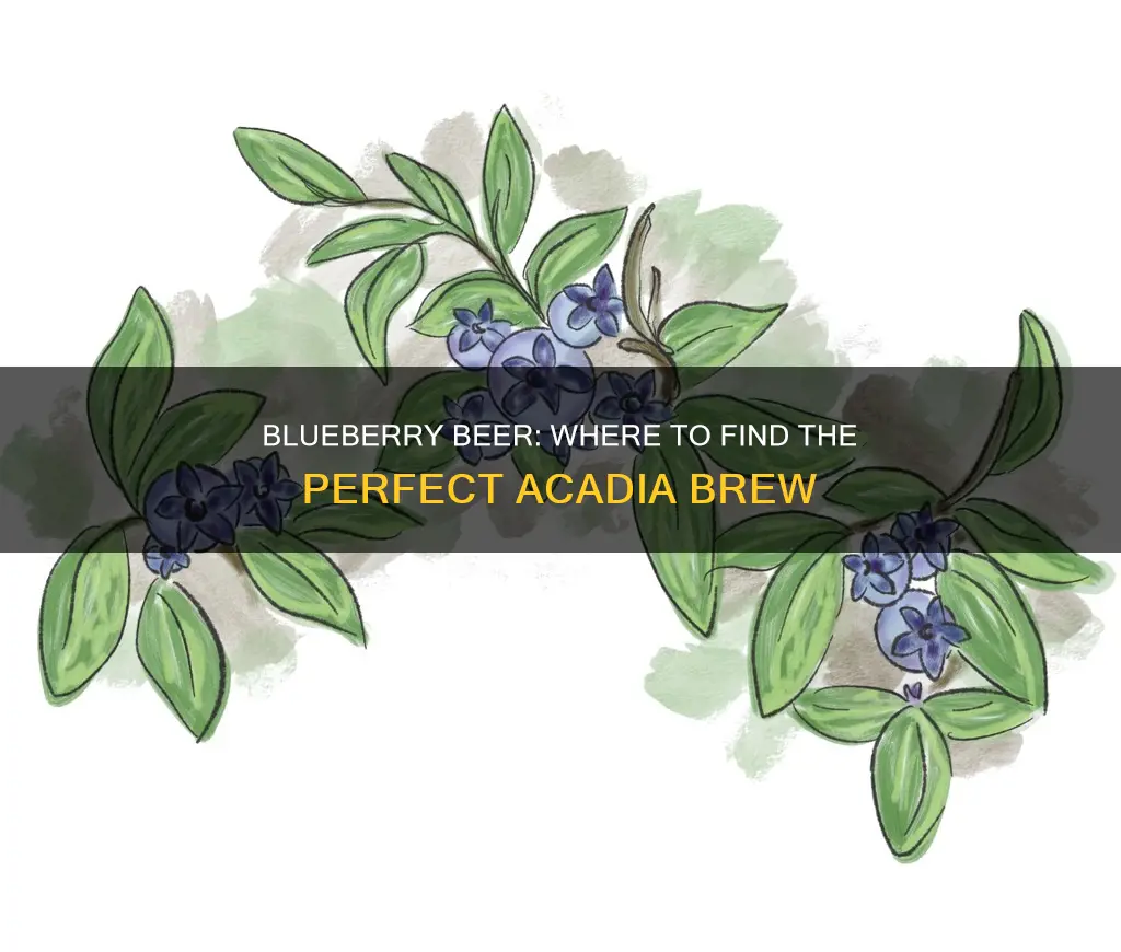 where to buy blueberry beer acadia