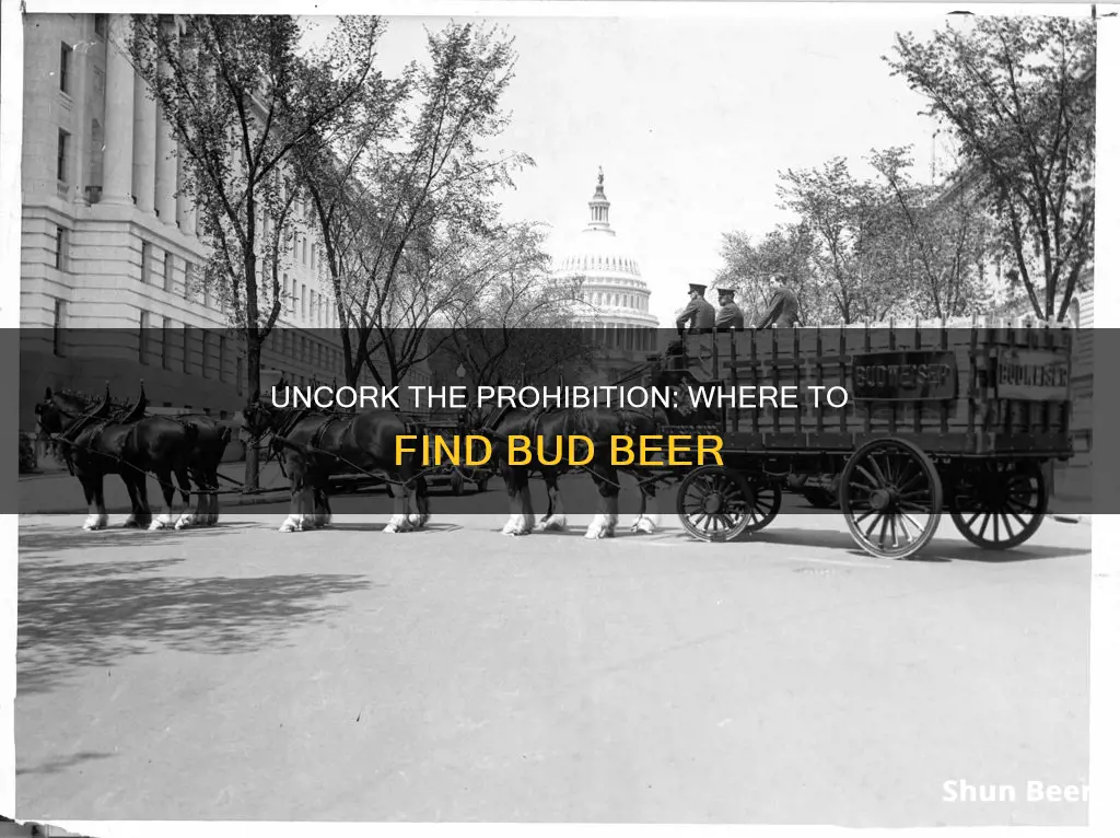 where to buy bud prohibition beer