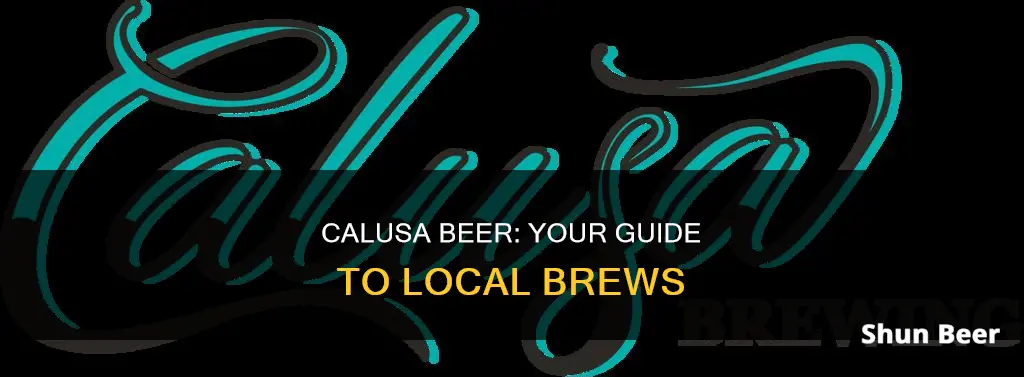 where to buy calusa beer