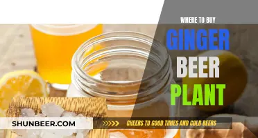 Best Sources to Buy Ginger Beer Plant