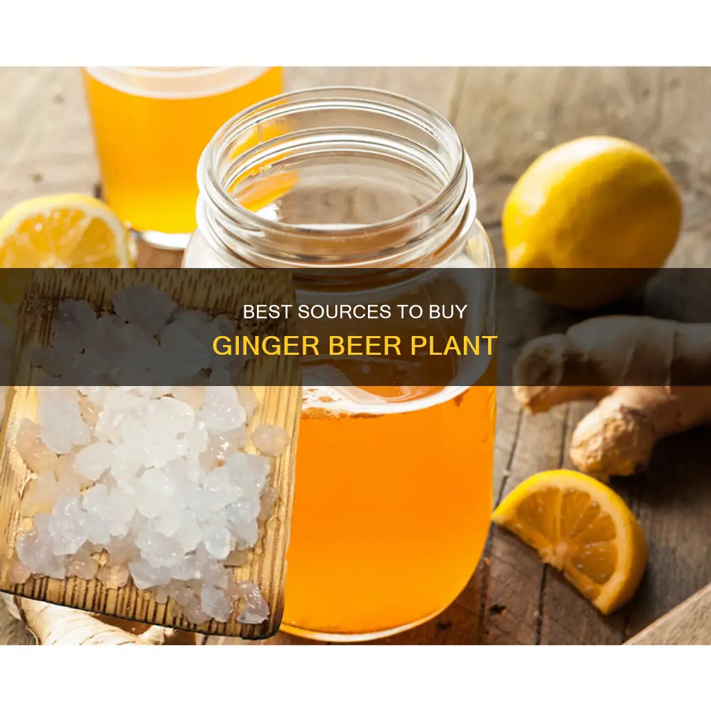 where to buy ginger beer plant