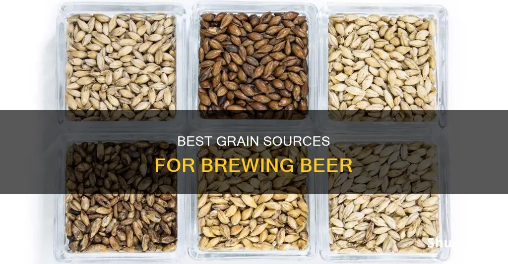 where to buy grain for beer