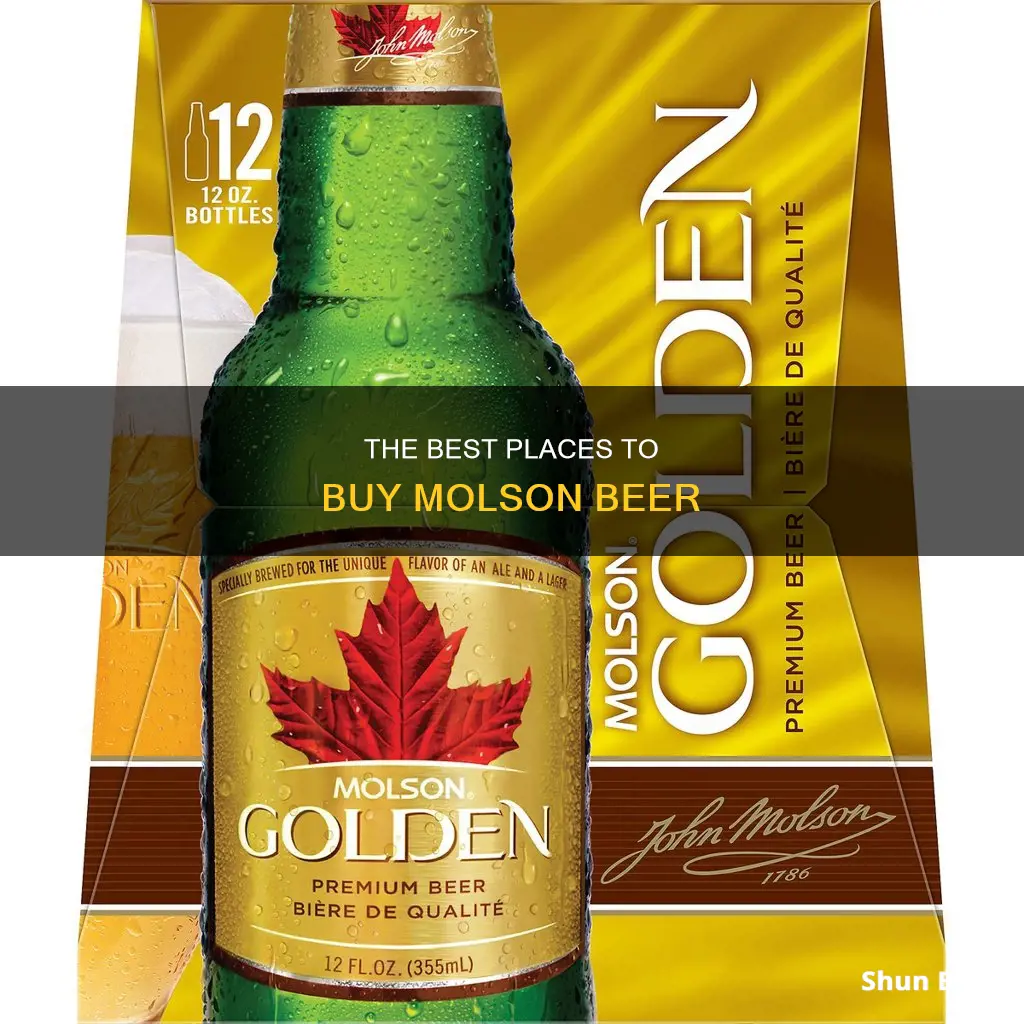 where to buy molson beer