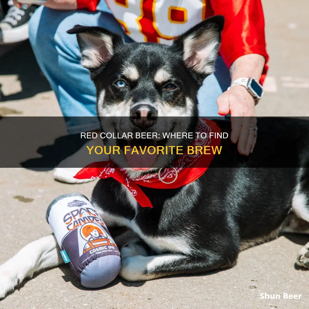 where to buy red collar beer