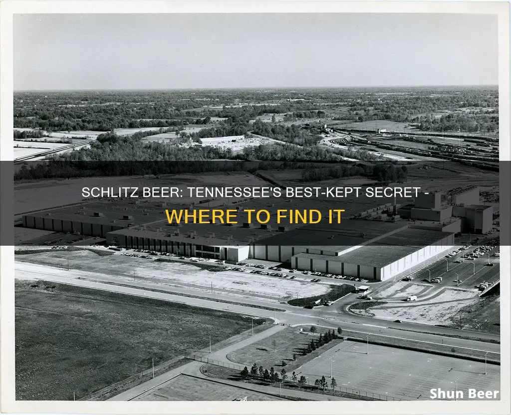 where to buy schlitz beer in tennessee