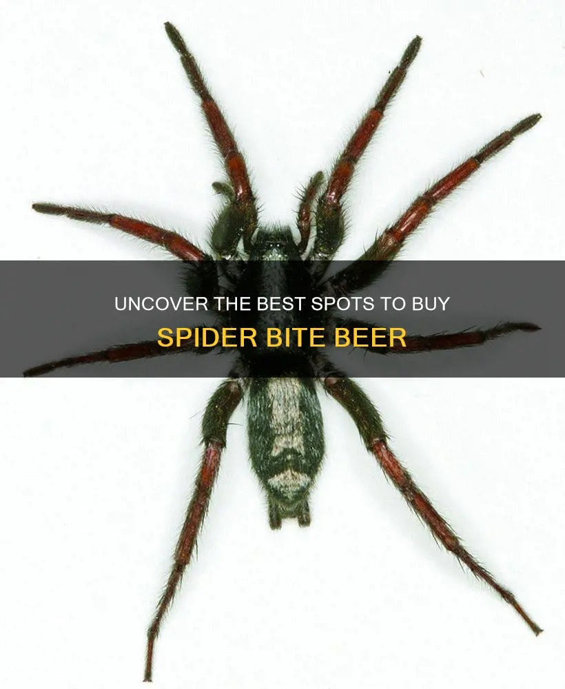 where to buy spider bite beer