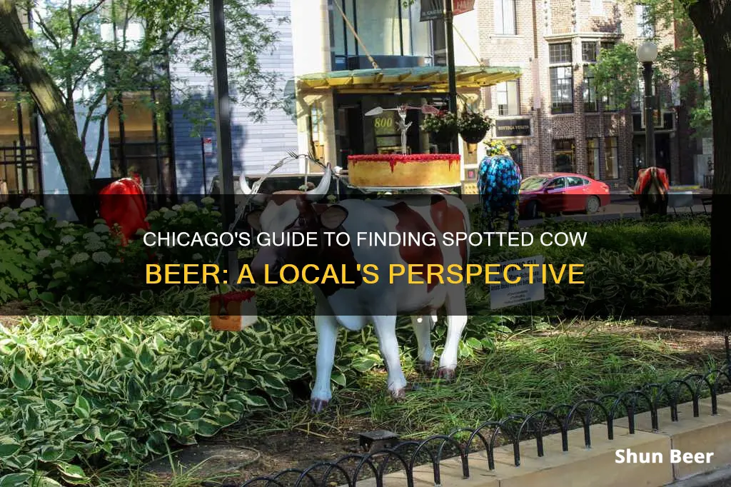 where to buy spotted cow beer in chicago