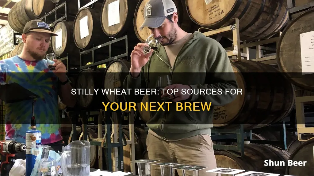 where to buy stilly wheat beer