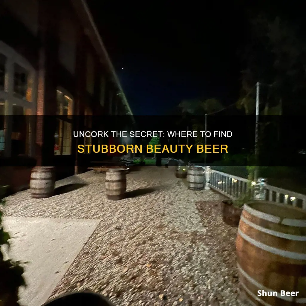 where to buy stubborn beauty beer