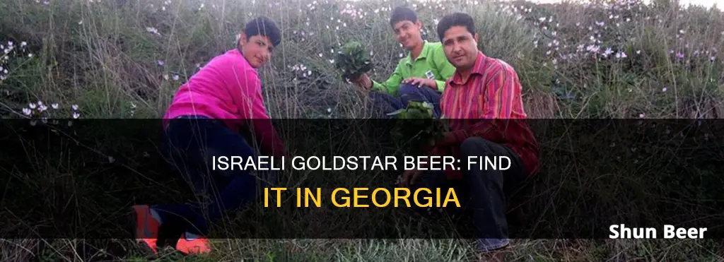 where to buy the israeli beer goldstar in georgia