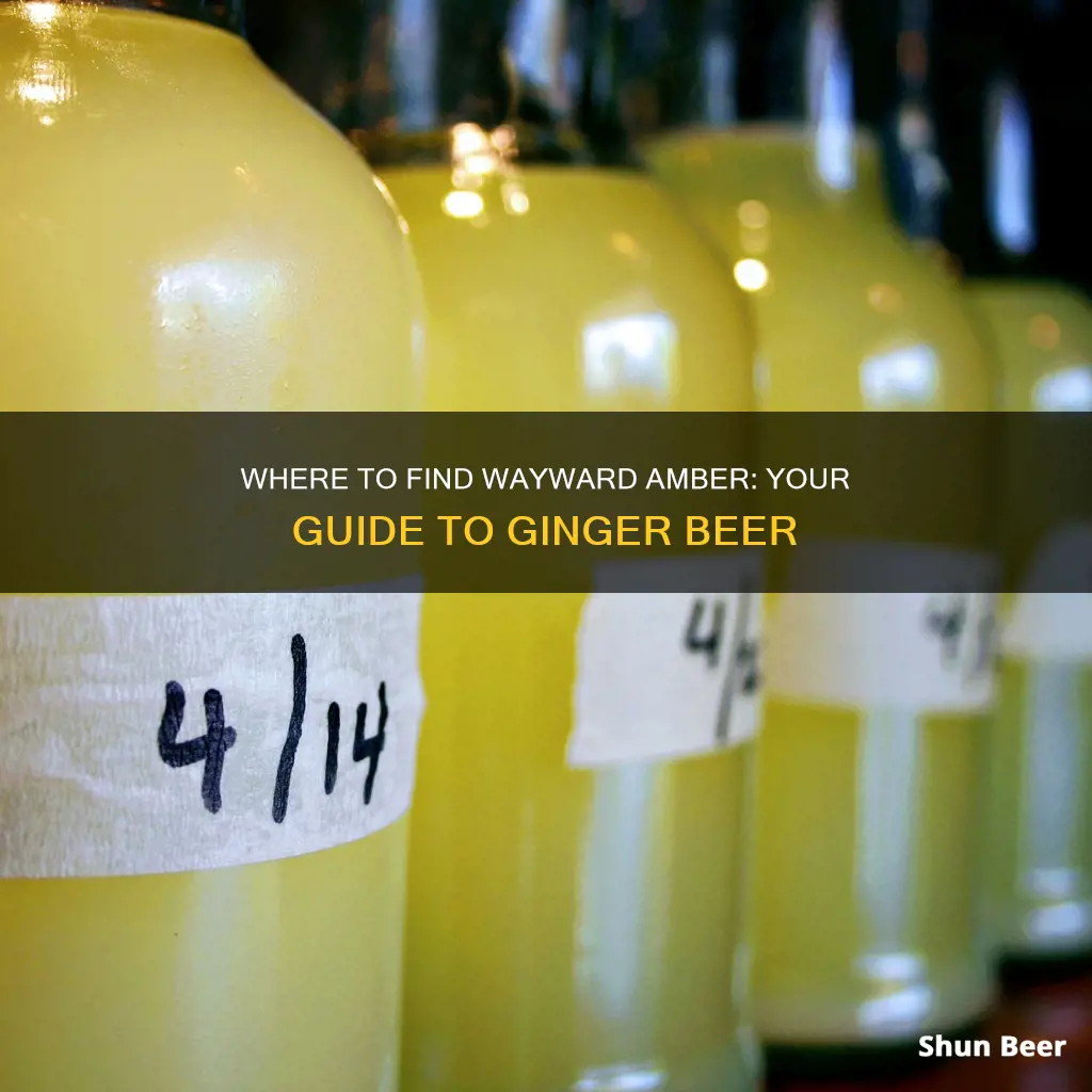 where to buy wayward amber ginger beer