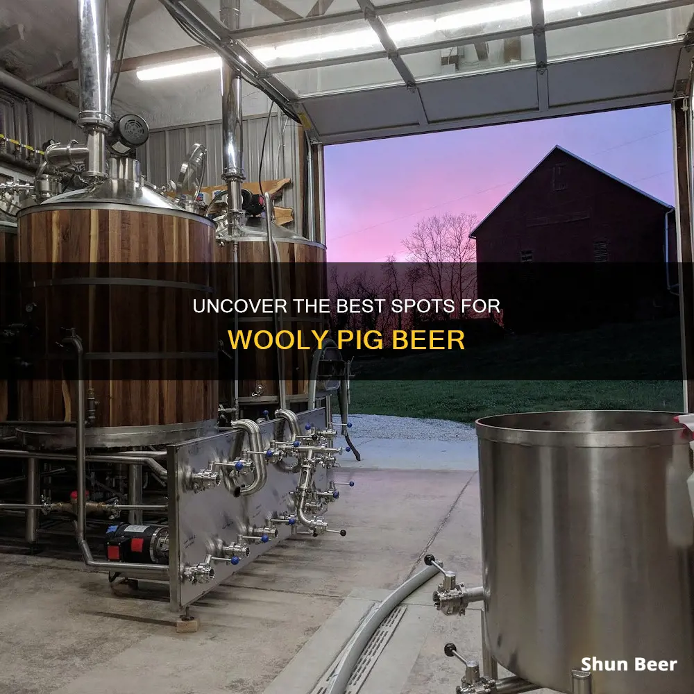 where to buy wooly pig beer