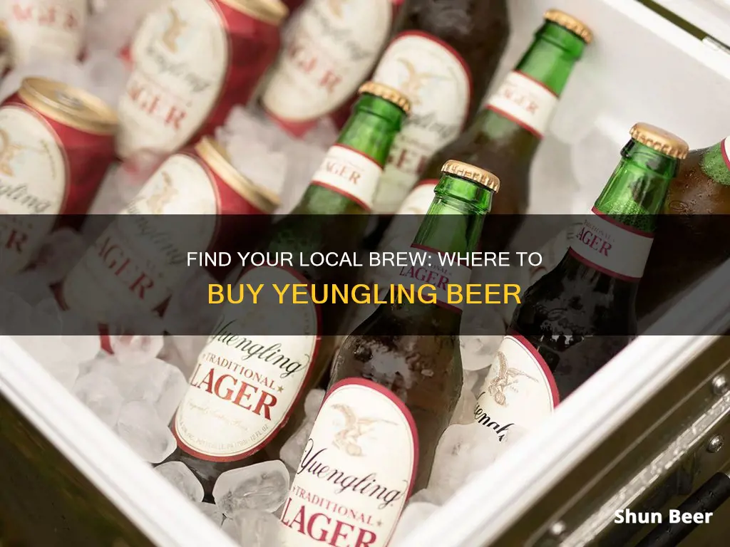 where to buy yeungling beer