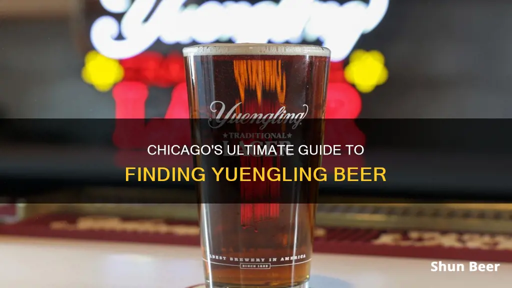 where to buy yuengling beer in chicago