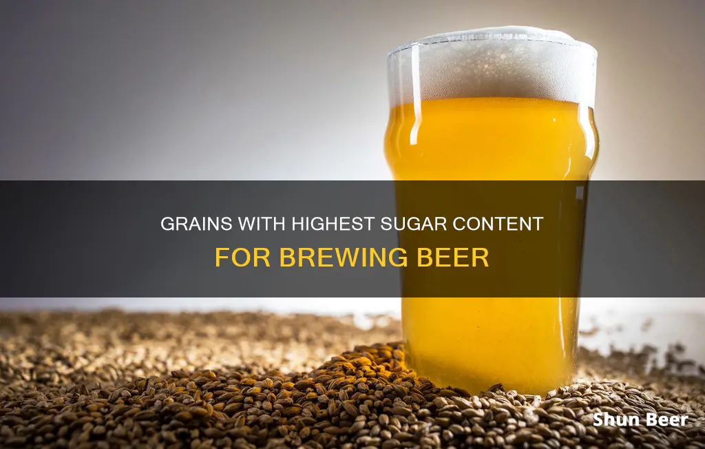 which grains contain the most sugar for beer